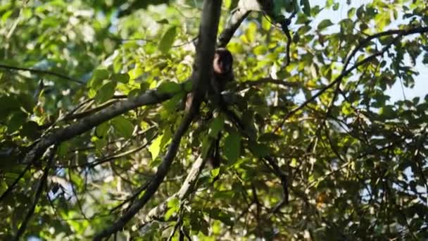 Low Angle Shot Monkey Crawling Climbing Tree Branches Sunny Day — Stock Video