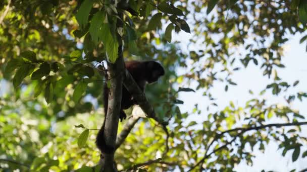 Eine Zeitlupenaufnahme Eines Affen Der Sich Unter Dem Grellen Sonnenlicht — Stockvideo