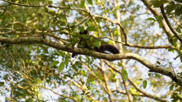 在明亮的阳光下 一只猴子慢吞吞地从高高的树枝上跳下的低角度镜头 — 图库视频影像