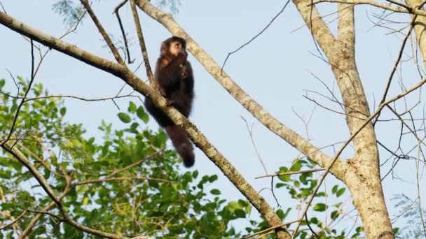 Monkey Rubs Back His Head Feeding While Sitting Tree Branch — Stock Video