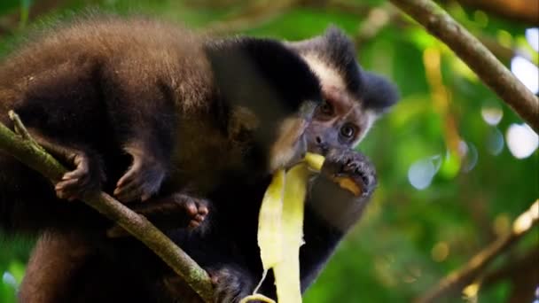 Sepasang Monyet Berbagi Pisang Saat Bertengger Pohon Siang Bolong — Stok Video