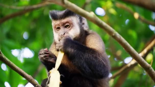 サルは 森の枝にぶつかっている間にバナナを消費した後にバナナの皮を落とします — ストック動画