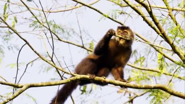 Sebuah Sudut Pandang Rendah Dari Monyet Menggigit Dan Menjatuhkan Cabang — Stok Video