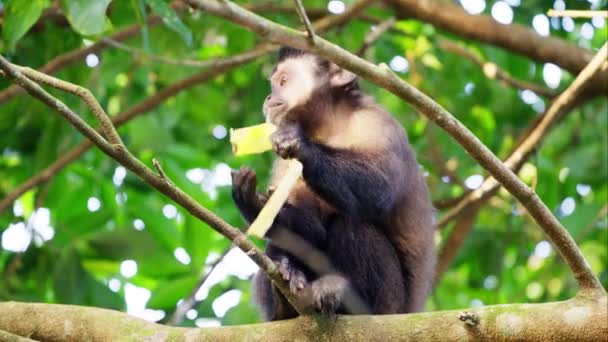 Macaco Consome Uma Banana Enquanto Empoleirado Galho Árvore Durante Dia — Vídeo de Stock