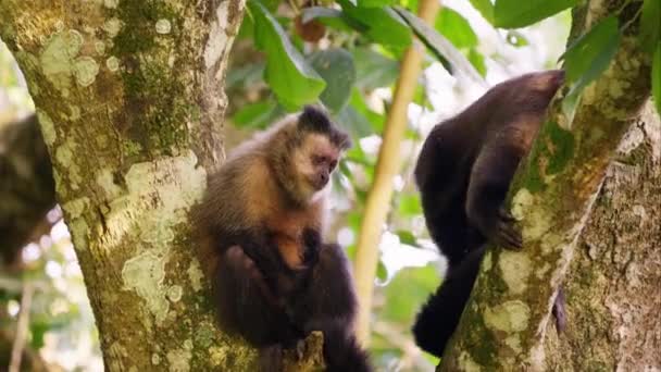 一只猴子抓了他的背之后看着摄像机 而他的同伴则坐在树上 — 图库视频影像