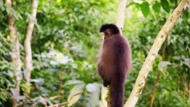 Nahaufnahme Eines Affen Der Auf Einem Dünnen Ast Klettert Während — Stockvideo