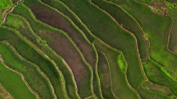 Drone Captures Vibrant Meticulously Crafted Rice Terraces Transforming Mountain Slopes — Stock Video