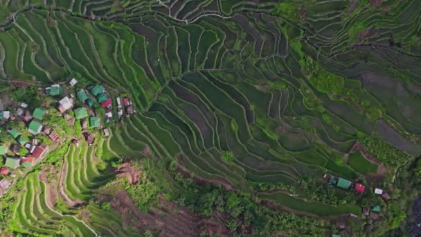 Drone Perspective Verdant Rice Terraces Sprawl Mountains Forming Stunning Mosaic — Stock Video