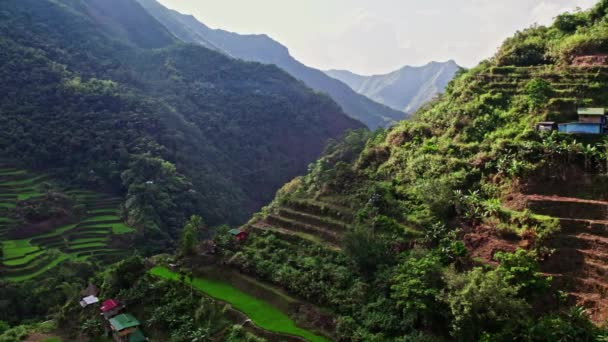 Cultivating Rice Mountain Heights Illustrates Remarkable Fusion Human Ingenuity Resilience — Stock Video