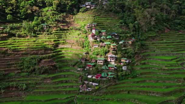 Eingebettet Zwischen Den Reisterrassen Bilden Die Wohnhäuser Eine Harmonische Koexistenz — Stockvideo