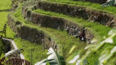 İnsansız hava aracı canlı ve titizlikle hazırlanmış pirinç teraslarını yakalıyor. Dağ yamaçlarını nefes kesici bir tarım sanatları mozaiğine dönüştürüyor..
