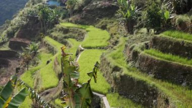 Drone 'un perspektifi pirinç tarlalarının bereketli genişliğini gözler önüne seriyor. İnsan yetiştirilmesinin bir kanıtı. Toprağın canlı güzelliğiyle uyum içinde..