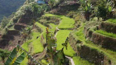 İnsansız hava aracının bakış açısından, yeşil pirinç terasları dağlara yayılarak manzaranın arka planına karşı çarpıcı bir verimli tarım mozaiği oluştururlar..
