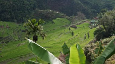 Dağların arasında yükselen pirinç terasları, insan gayretinin bir göstergesi olarak, araziyi tarımsal sanatın çarpıcı bir tablosuna dönüştürüyor..
