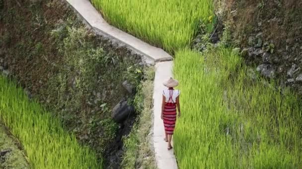 Rice Terrace Worker Walks Alongside Crops Embodying Symbiotic Relationship Human — Stock Video