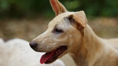 Büyüleyici beyaz bir sokak köpeğinin yakın plan çekimi, tüylerin ve ifadelerin karmaşık detaylarını gözler önüne seriyor, yumuşak ve bulanık bir arkaplan üzerine kurulmuş.