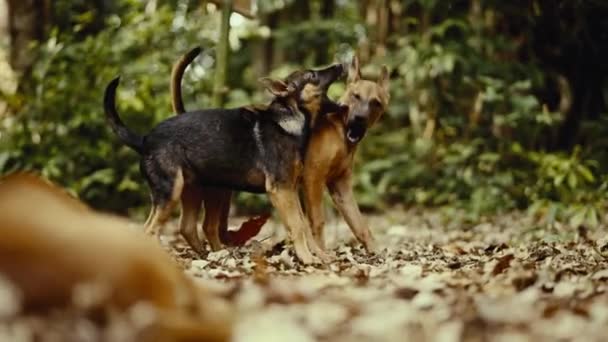 Livliga Unga Hundar Utforska Ett Lekfullt Äventyr Bland Prasslande Bruna — Stockvideo