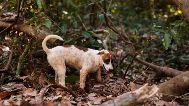 Utcai Kutyák Szabadon Kószálnak Száraz Levelek Faágak Között Koh Mak — Stock videók