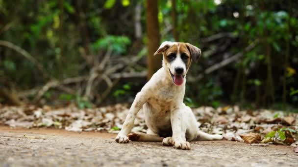 Liebenswerter Straßenhund Gefangen Einem Aufrichtigen Moment Gähnt Während Sich Auf — Stockvideo
