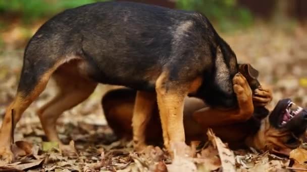 Koh Mak Street Dogs Frolic Och Bunden Genom Filt Torkade — Stockvideo