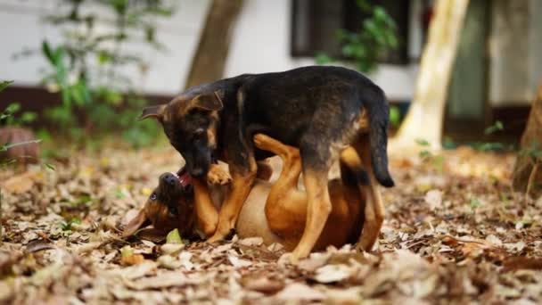 Cani Divertono Giocano Gioiosamente Accogliente Coperta Foglie Secche Fruscianti Durante — Video Stock