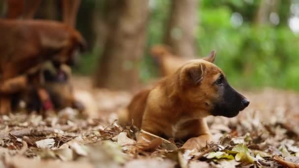 Cani Abbracciano Spirito Del Gioco Mezzo Tappeto Vibrante Foglie Cadute — Video Stock
