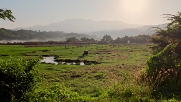 在早晨的阳光下 一只卡拉巴狗平静地在草地上吃草 一天一开始 它就沉浸在它平静的仪式中 — 图库视频影像