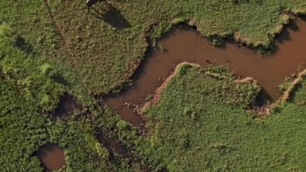 Aerial Perspective Reveals Wet Grassland Water Buffalo Roams Amidst Lush — Stock Video