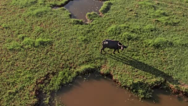 Una Escena Tranquila Donde Carabao Roza Tranquilamente Sobre Hierba Pantanosa — Vídeo de stock