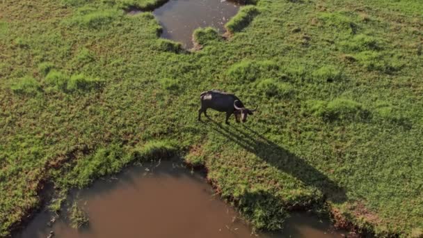 Búfalo Agua Solitaria Encuentra Alimenta Medio Hierba Del Humedal Una — Vídeos de Stock