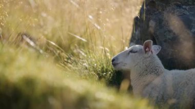 Koyunlar yemyeşil bir çayırda huzur içinde otluyor. Çiğnerken gözleri kapanıyor.