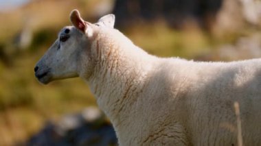 Bir koyun gün batımında yemyeşil çimenlikte huzur içinde dolaşır.