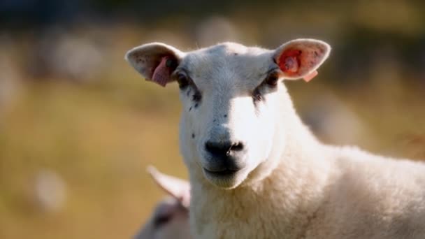 在一片牧地的美丽而模糊的背景下 一帧清晰集中的羊的特写镜头 它们的毛绒绒柔软而复杂的细节被凸显出来 — 图库视频影像