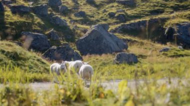 Koyunlar, ön planda çimenler olan bir dağ otlağının yolundan huzurla geçer.