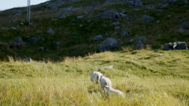 Canlı yeşilliklerle çevrili sakin bir dağ çayırında zarif bir şekilde dolaşan bir koyun sürüsü.