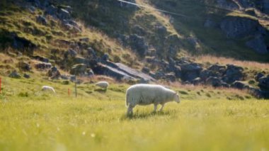 Koyunlar gün içinde verimli bir dağ çayırında zarifçe dolaşır ve otlarlar.