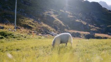 Dağlık kucaklaşmanın ortasında, tek bir koyun yemyeşil bir çayırda huzur içinde otluyor.