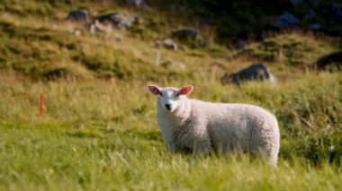 Yalnız bir koyun gün boyunca yemyeşil otlarla huzur içinde otlar.