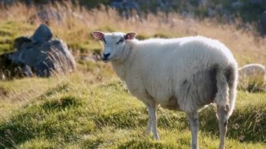 Yalnız bir koyun, dağınık kayalarla süslenmiş pitoresk bir çim tarlasında huzur içinde otluyor.