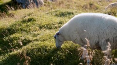 Gün boyunca yemyeşil çimlerin üzerinde huzur içinde otlayan bir koyunun yakın plan çekimi.