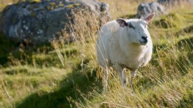 Yumuşak koyunlar yemyeşil çimlerde huzur içinde otluyor.