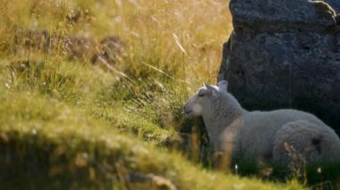 Bir koyunun huzur içinde bir kayanın yanında dinlendiği huzurlu bir an. Gözler yavaşça kapanıyor. Huzurlu dağ manzarasında bir dakikalık sessizliği kucaklıyor.
