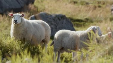 Huzurlu bir koyun sürüsünün, yemyeşil çimen tarlasında zarif bir şekilde durduğu resim gibi bir manzara.