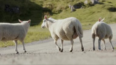 Güneşli bir günde üç koyun güzel bir dağ yolundan geçer.