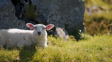Huzur içinde yatan ve yemyeşil çimlerle beslenen koyunlar.