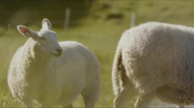Gün içinde dağ yolunda yürüyen üç koyunu gösteren bir izleme görüntüsü.
