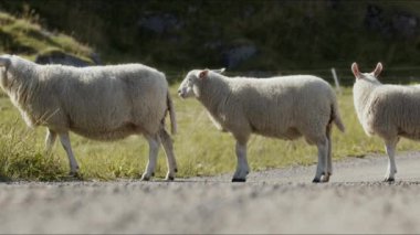 Üç koyun gün içinde bir dağ yolunda dizilmiş.