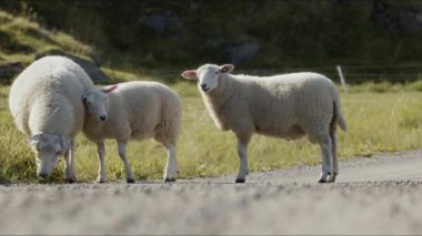 Yol kenarındaki yemyeşil çimlerde huzur içinde beslenen koyunlar.