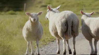 Güneşli bir günde bir dağ yolunda üç sevimli koyun yakalayan yakın çekim görüntüsü.