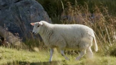 Tek bir koyunu gündüz vakti otlarla kaplı bir yamaçta zarifçe koşarken gösteren bir izleme çekimi.